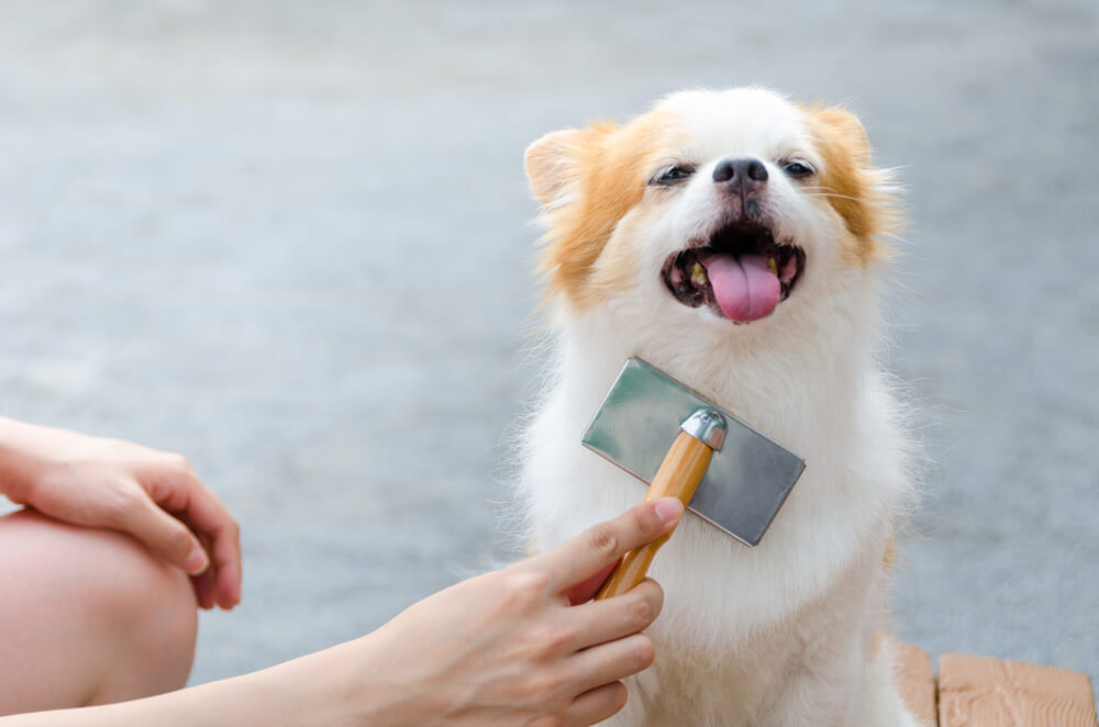犬　ブラッシング