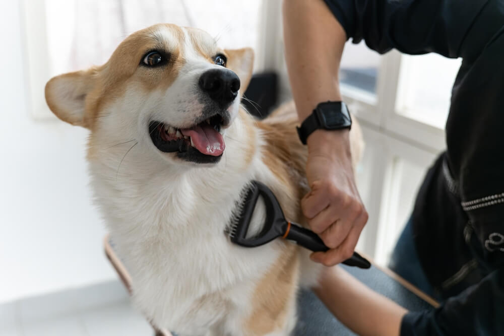 犬の被毛を整えているイメージ画像