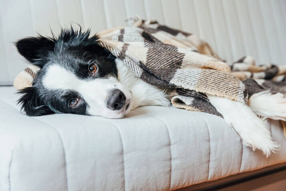 犬