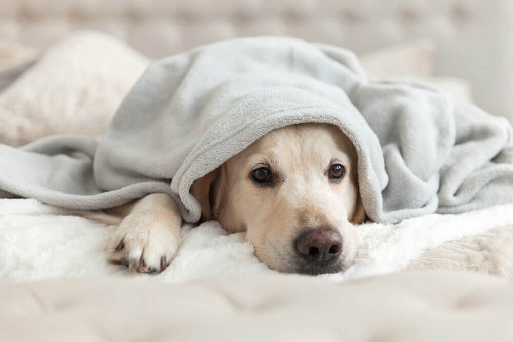 犬