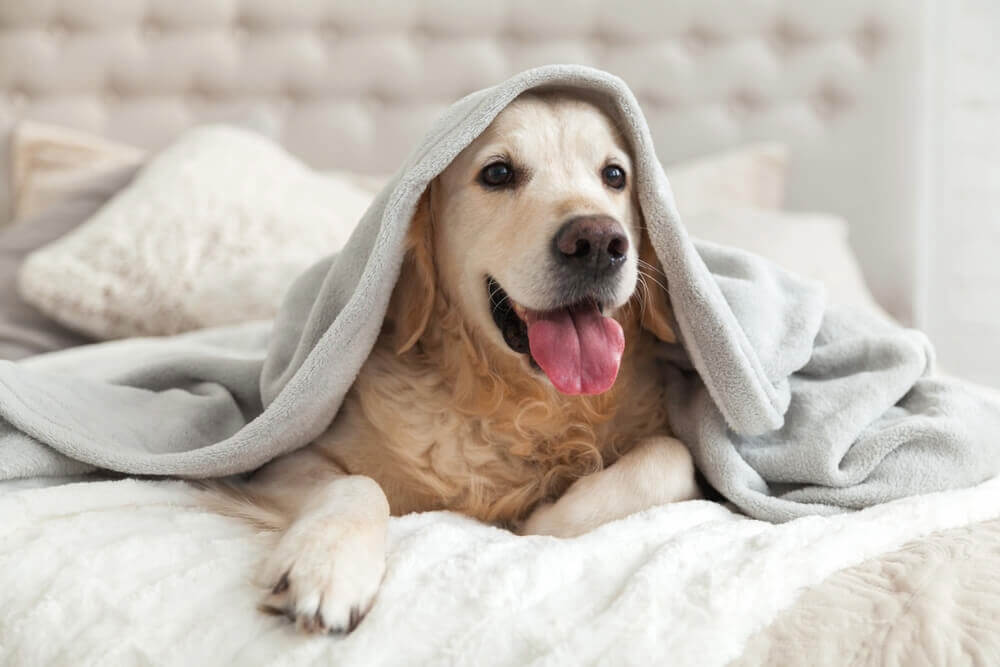犬　病気