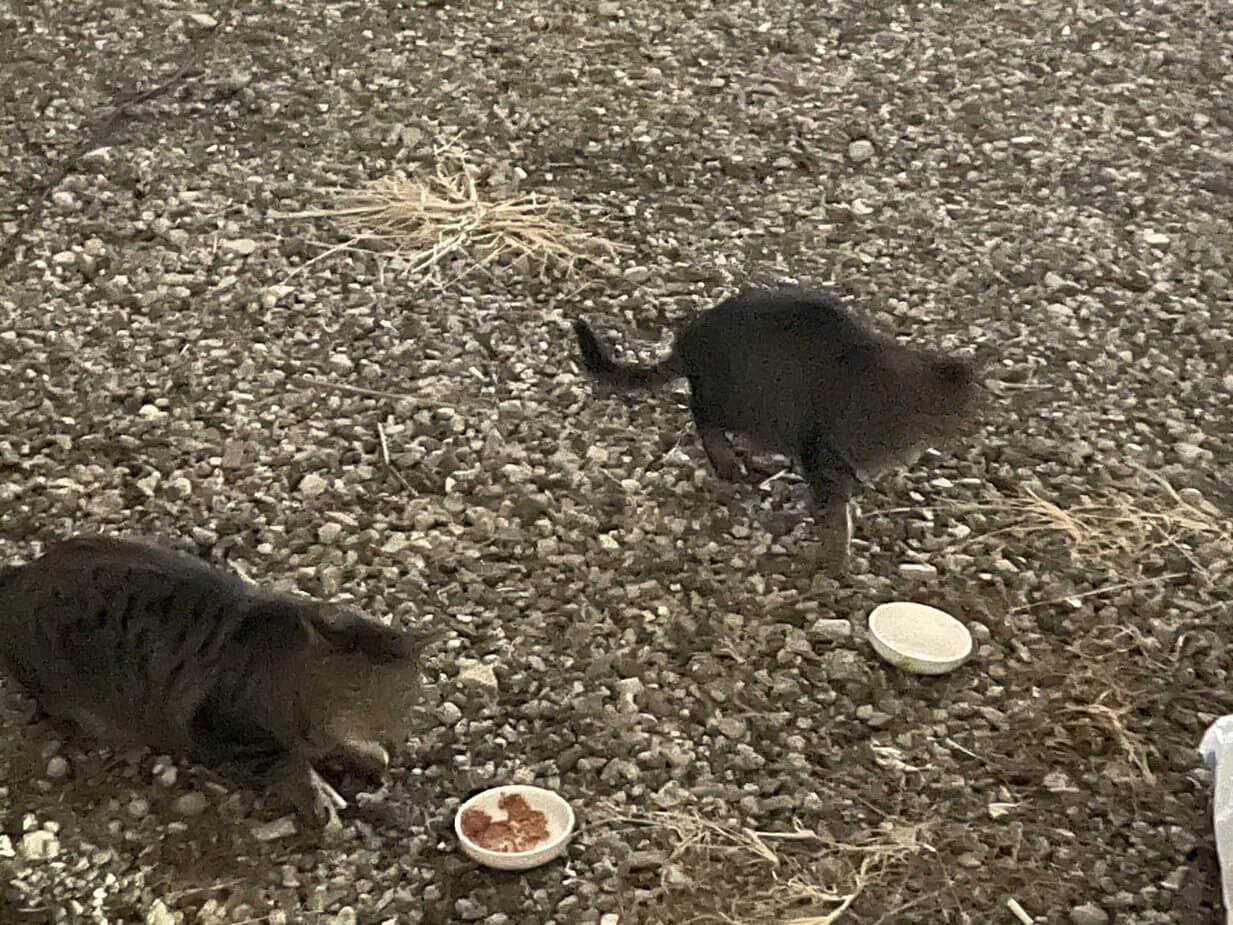 地域猫活動