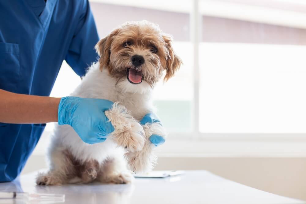 犬　病院