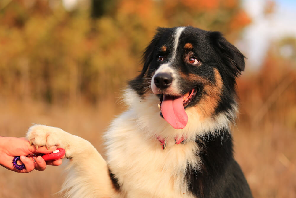 犬