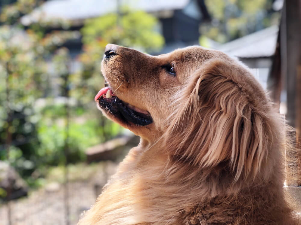犬　甘える