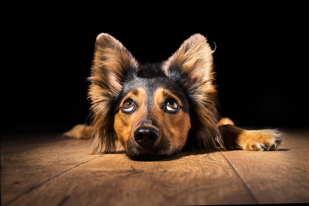 犬　考える