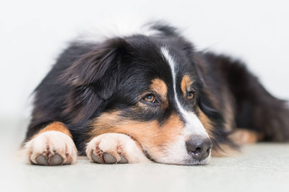 犬