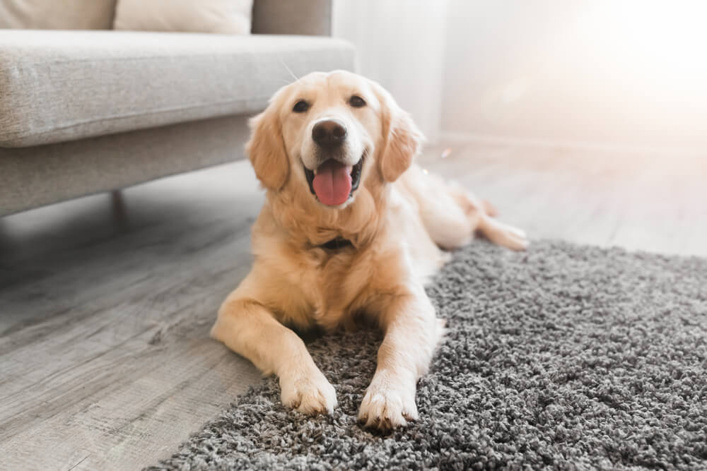 犬　リラックス