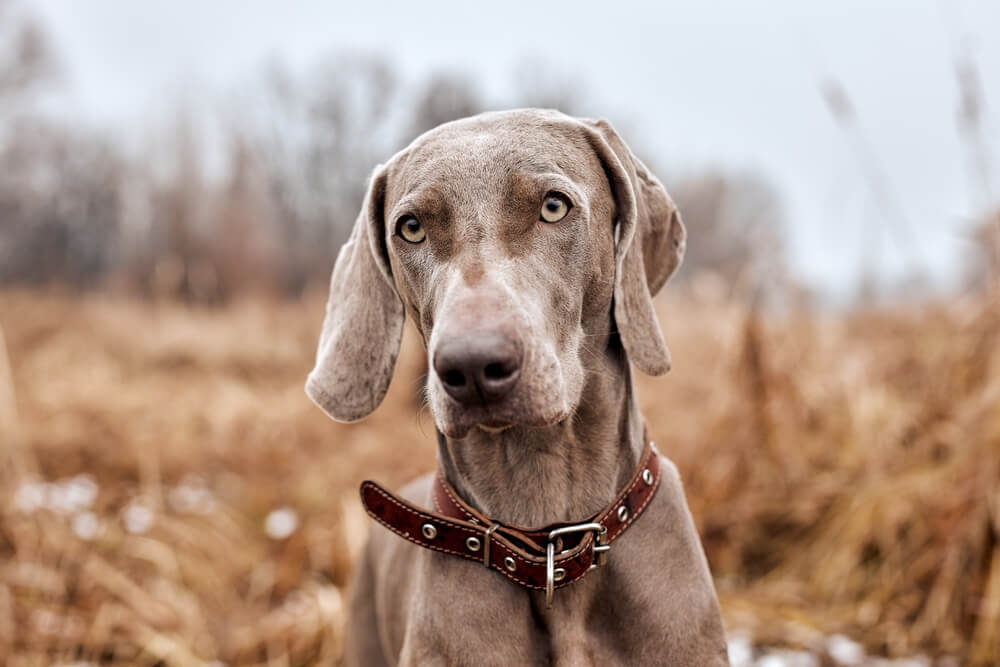 犬
