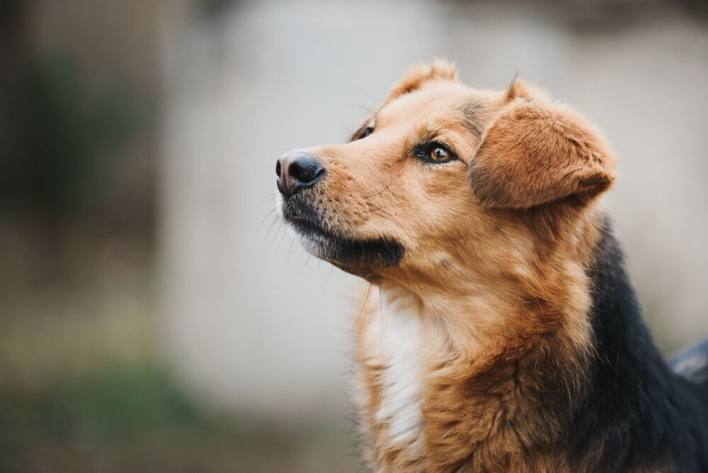犬　素材