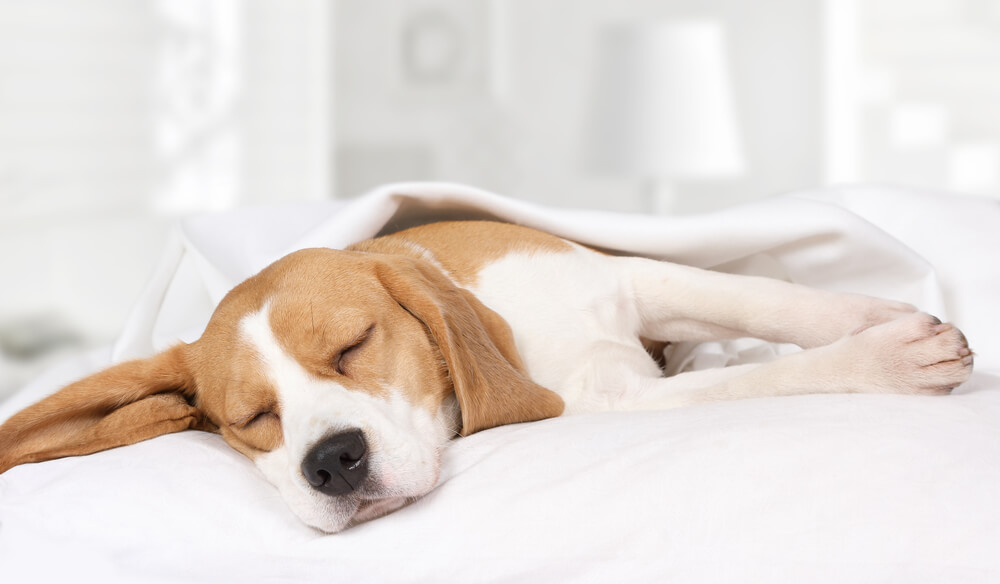 犬　睡眠