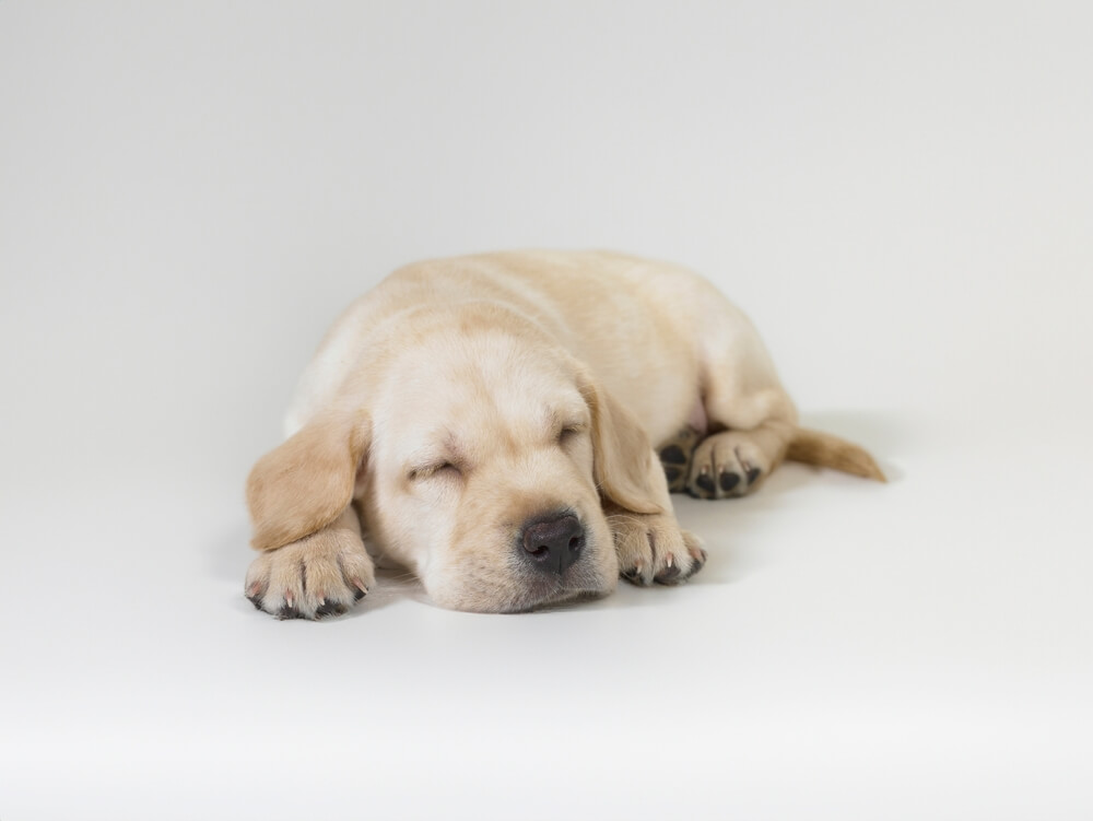 犬　睡眠2