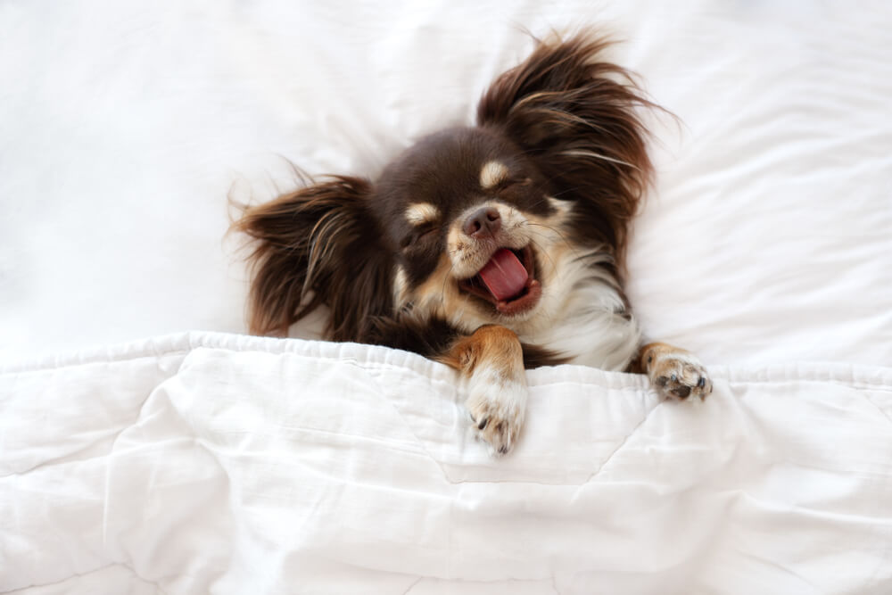 犬　睡眠
