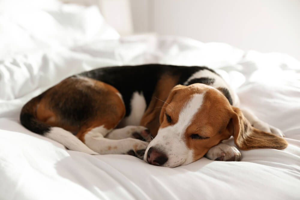 犬 眠い