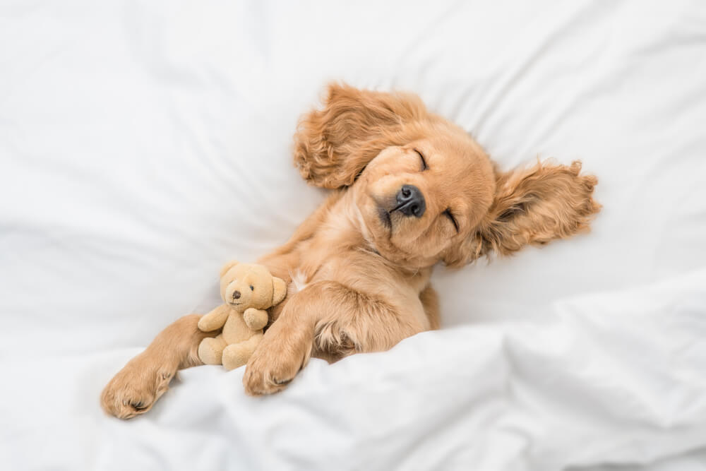 犬　睡眠5
