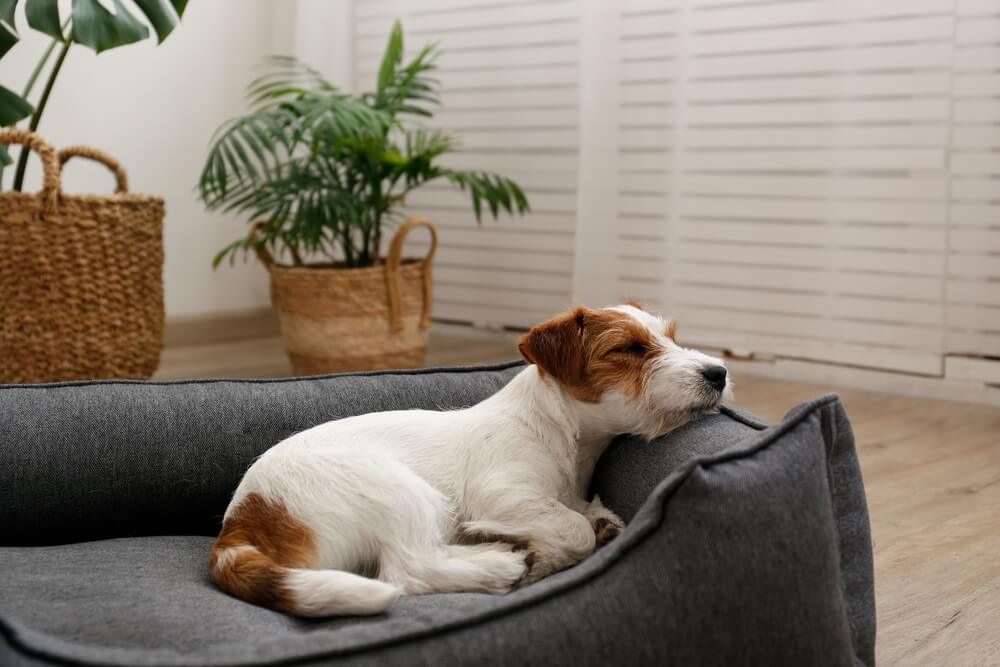 犬