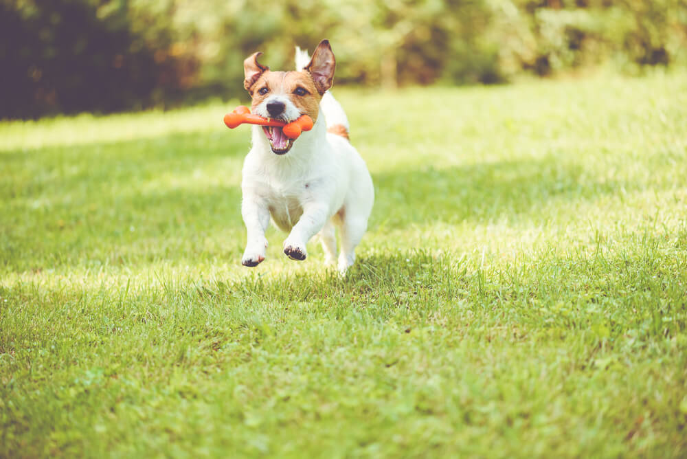 犬　ワクワク