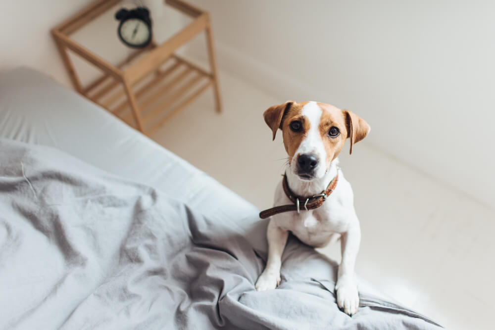 犬　素材