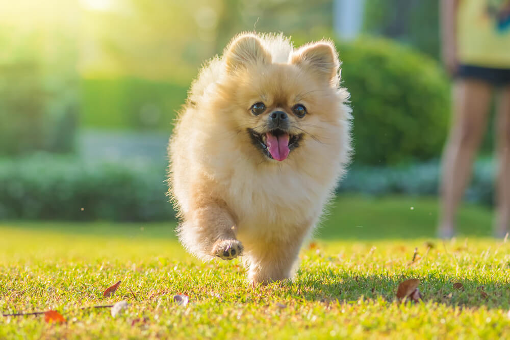 犬　素材
