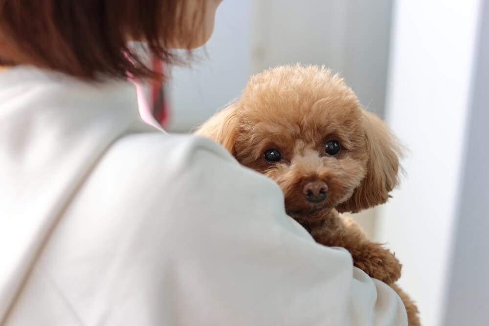 犬と人の画像