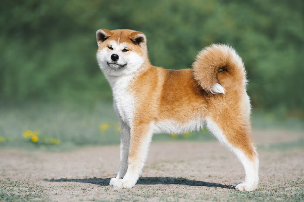 秋田犬