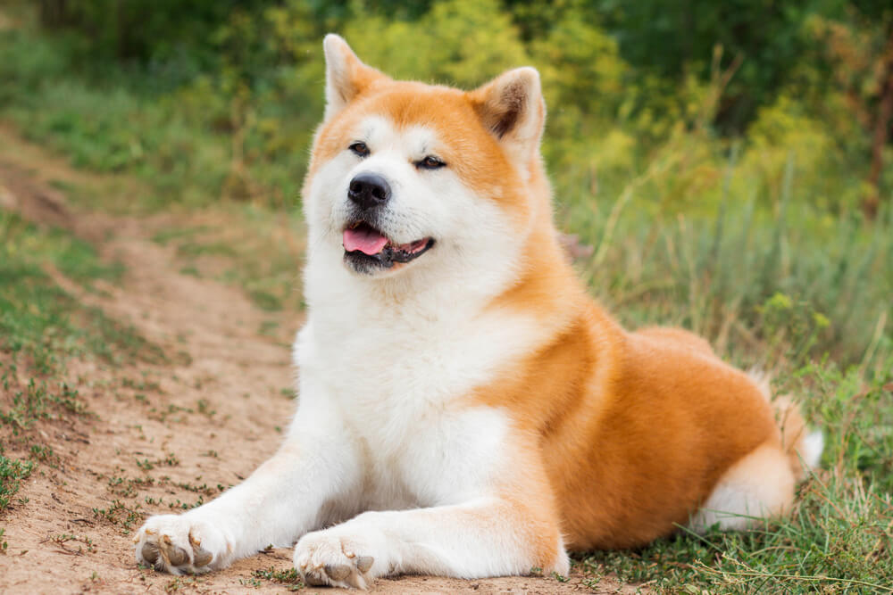 秋田犬