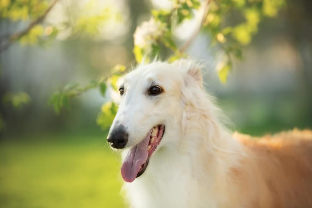 犬　ボルゾイ