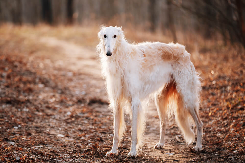 犬　ボルゾイ