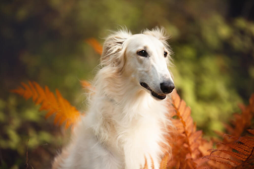 犬　ボルゾイ