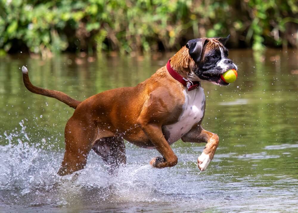 ボクサー　犬