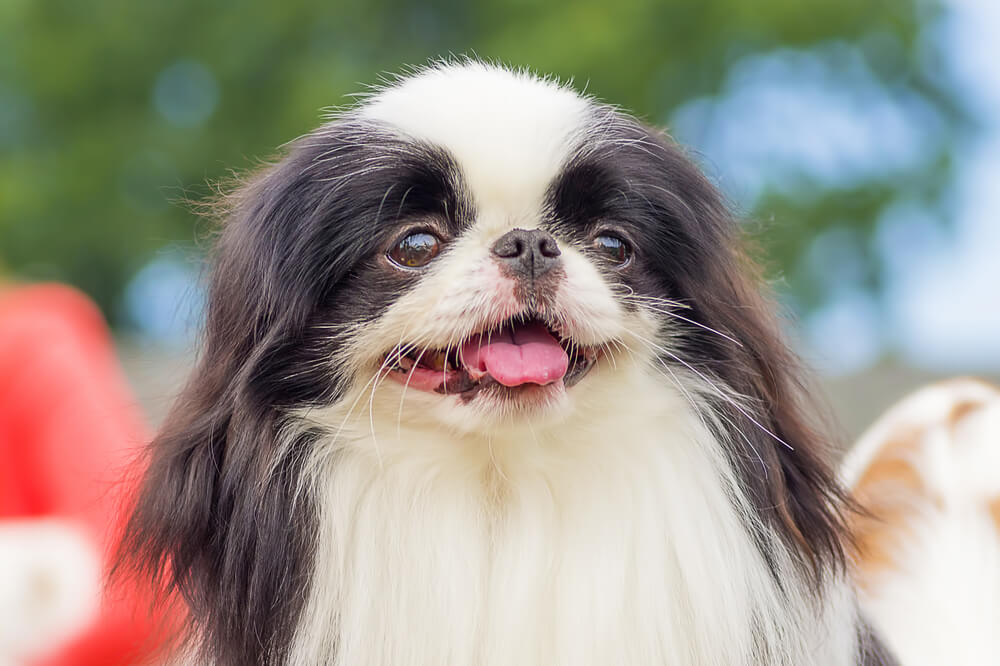 狆