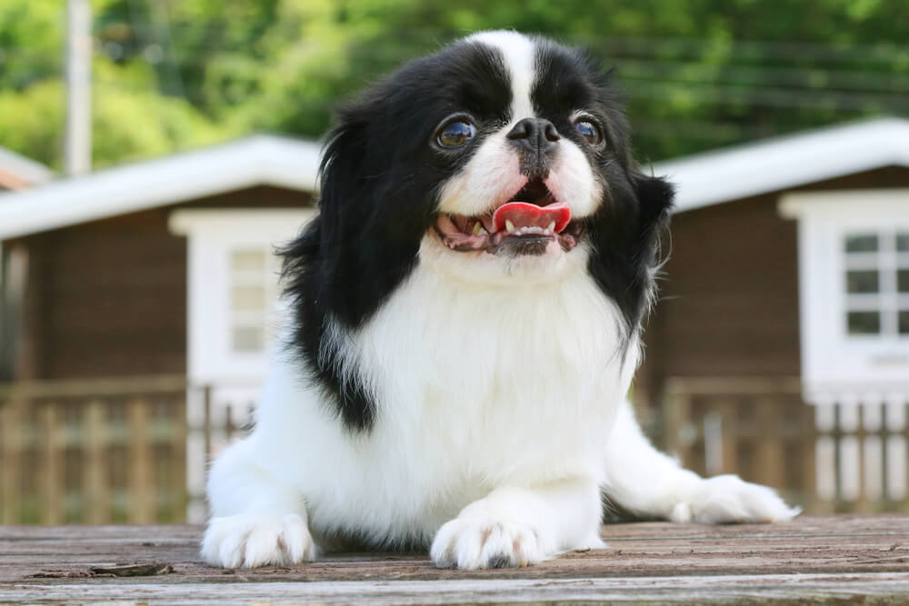 狆
