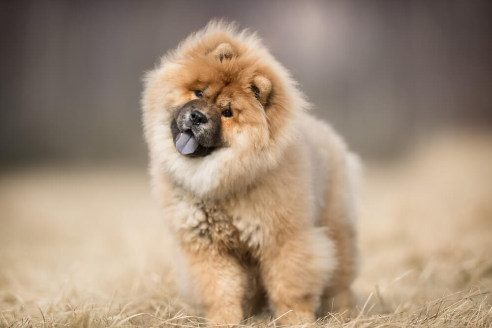 チャウチャウ　子犬