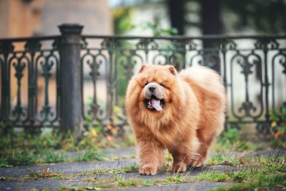 チャウ・チャウ