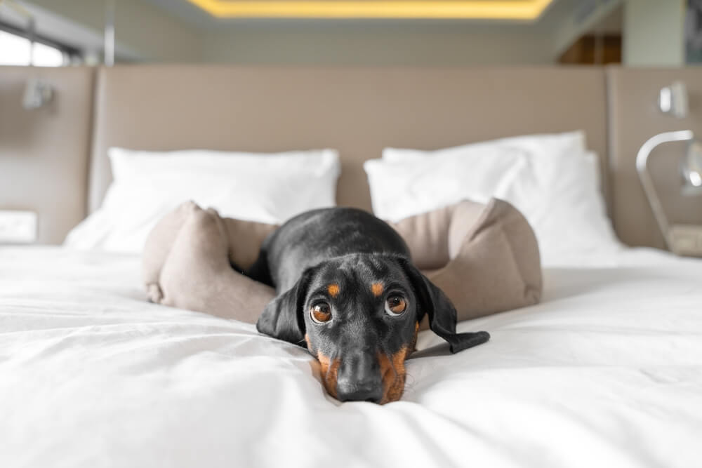 犬　素材