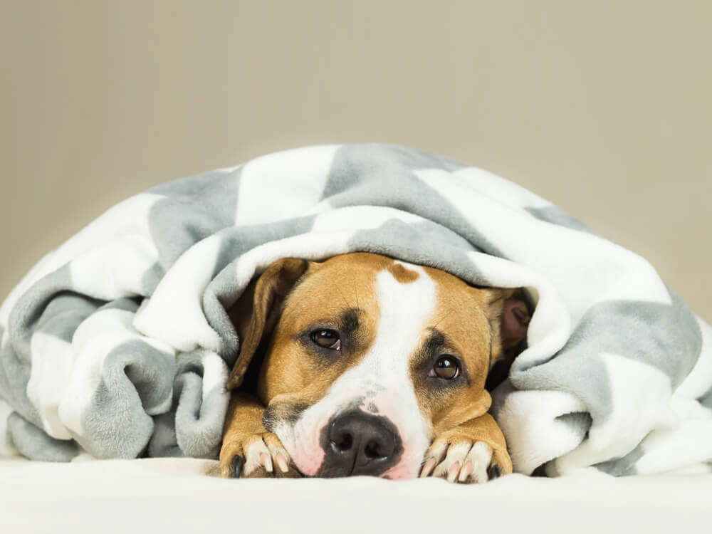 犬　風邪