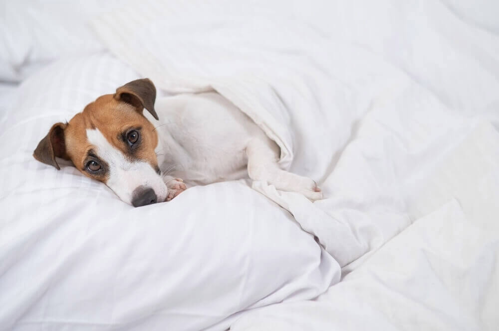 犬病気3