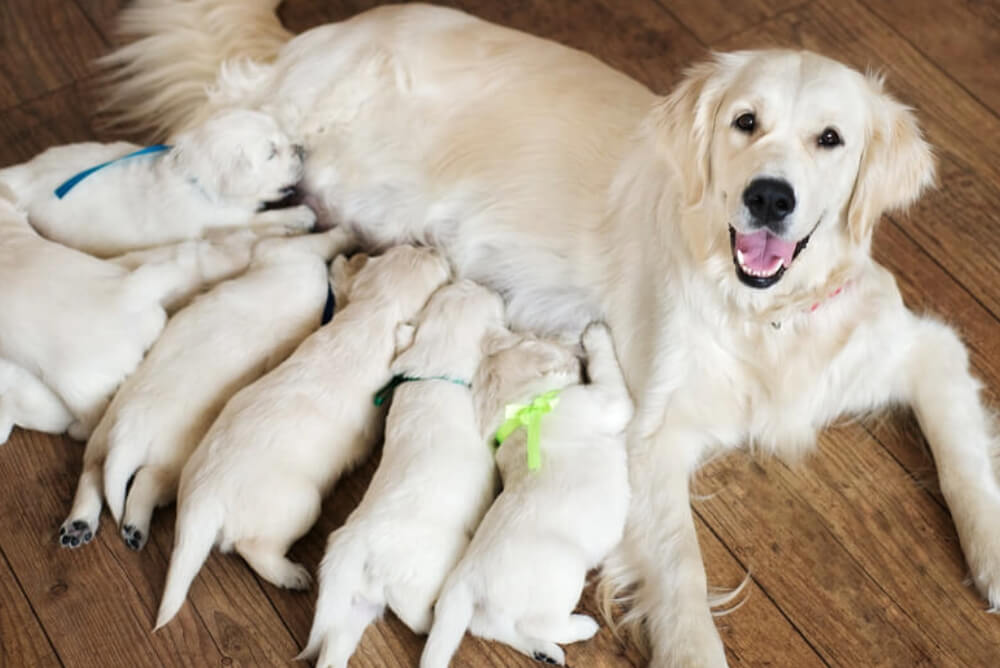 母犬と子犬