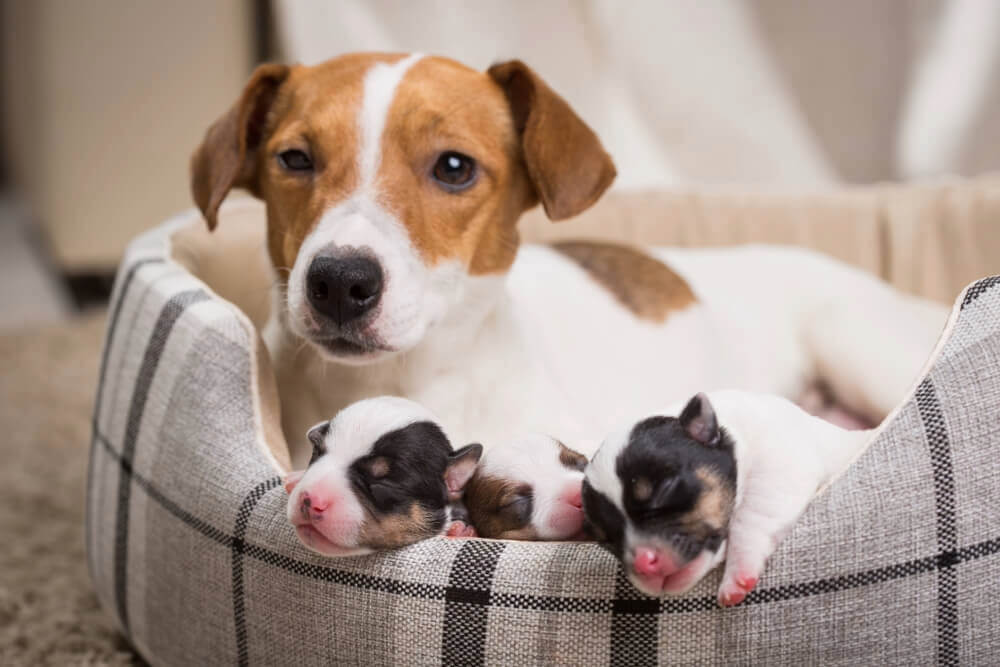 母犬と子犬
