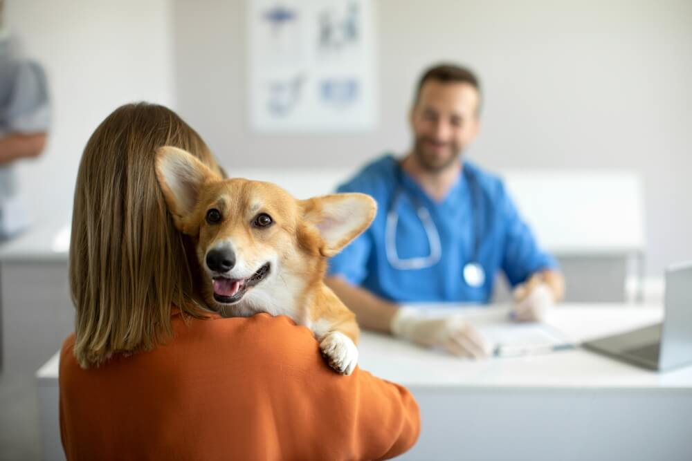 犬　素材