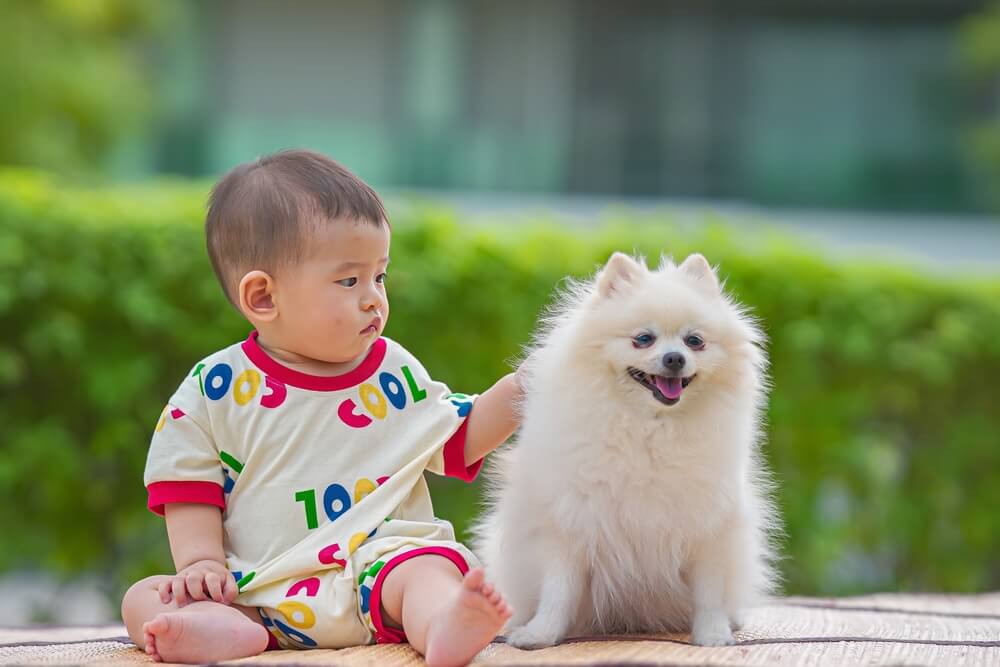 犬　赤ちゃん