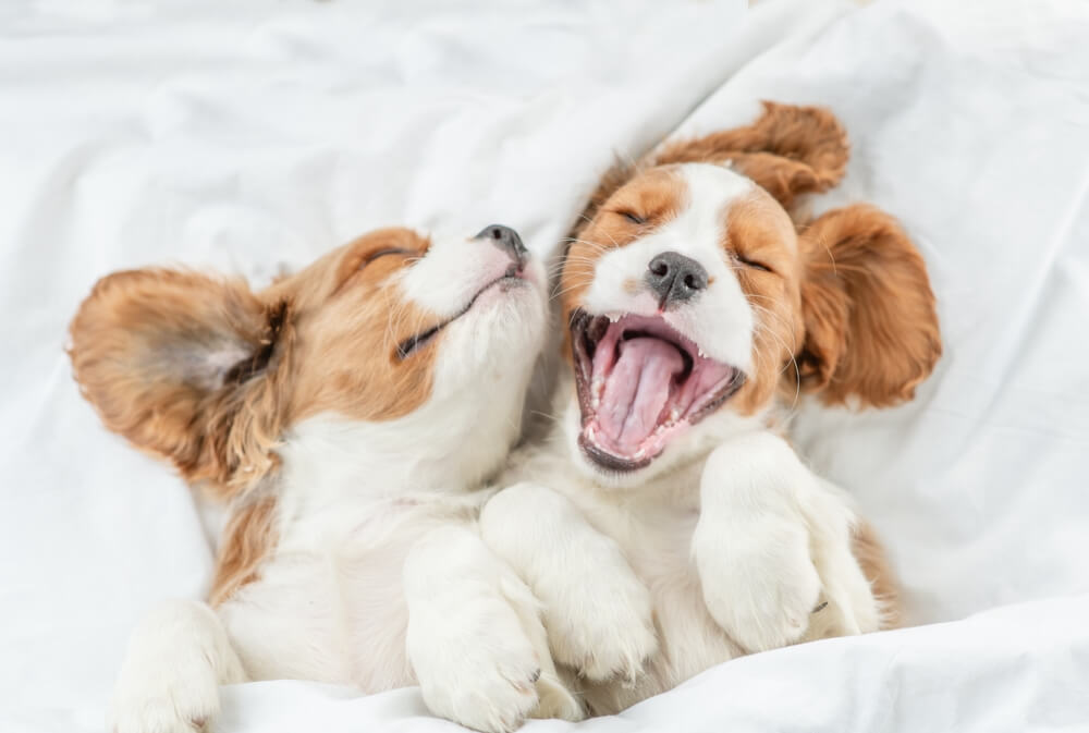犬　素材