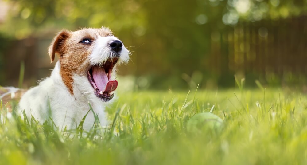 犬_あくび