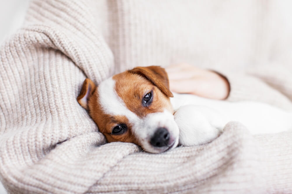 犬　病気