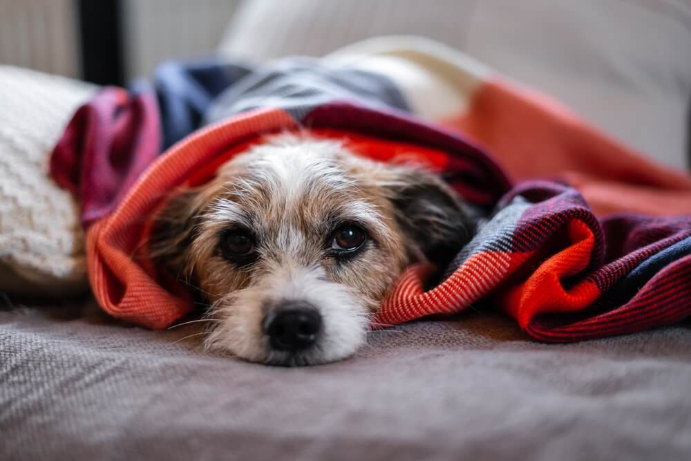 犬　病気10