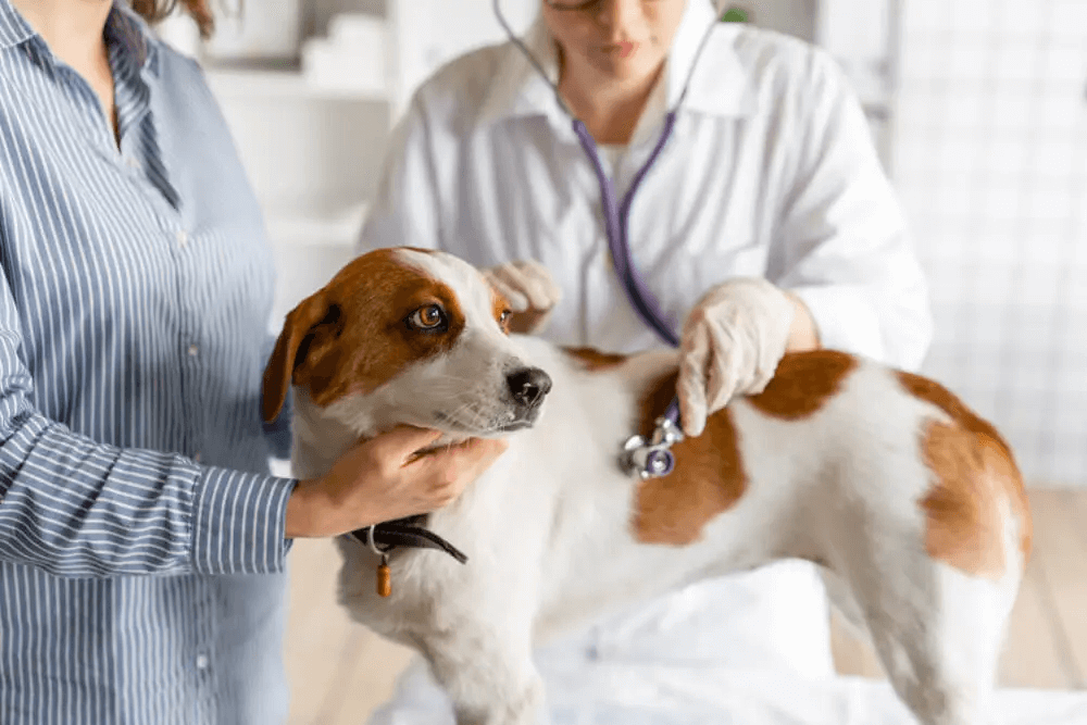 犬　病気