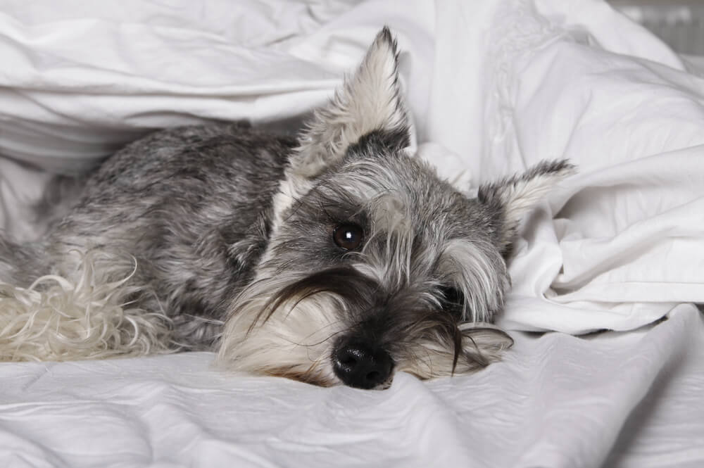 犬　病気21
