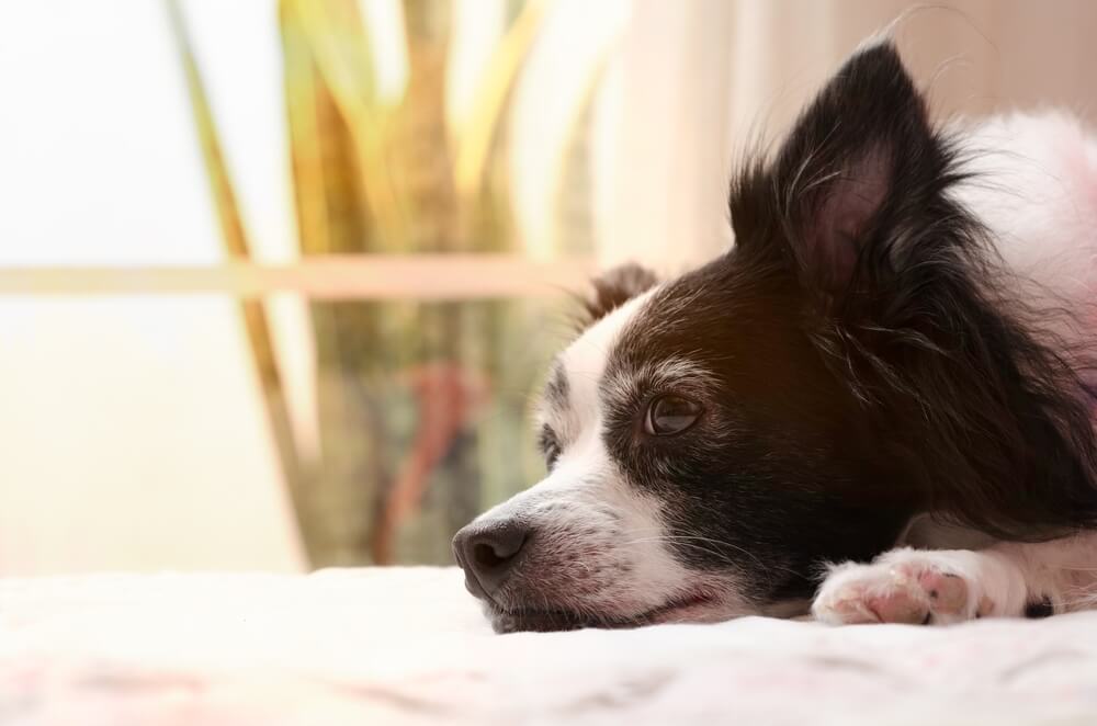 犬　素材