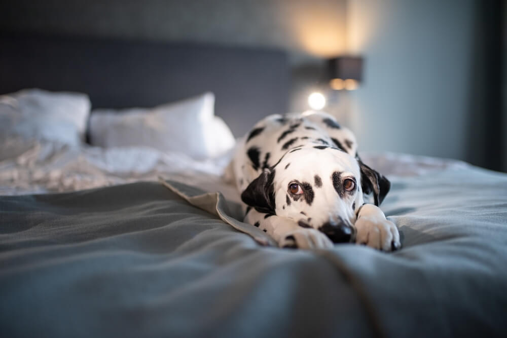 犬　病気3