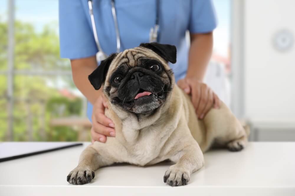 犬　病気4